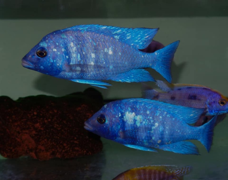 Placidochromis sp. 'phenochilus tanzania'
